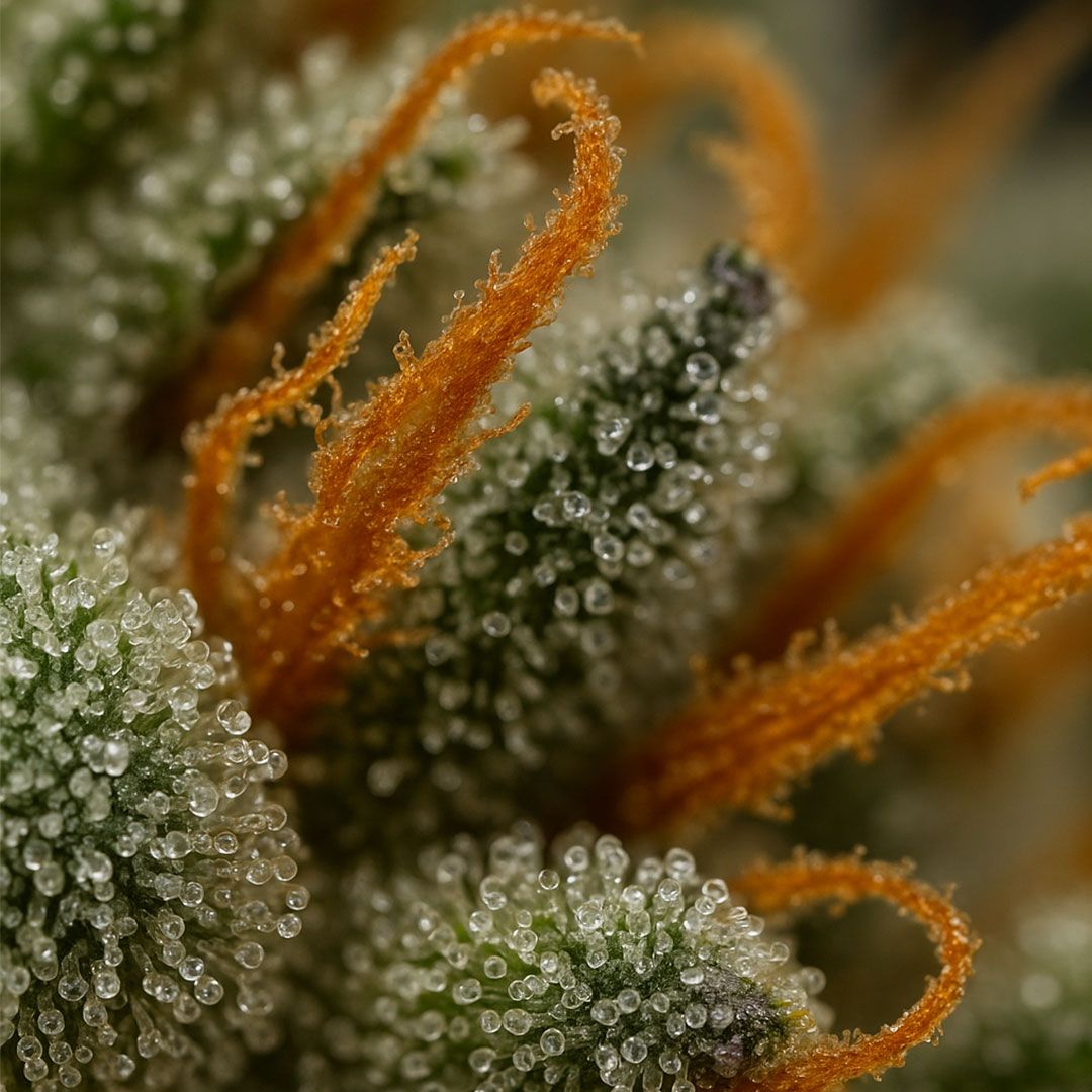 Amnesia CBX